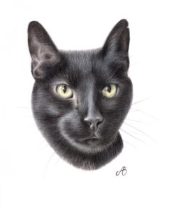 kreslený portrét kočky