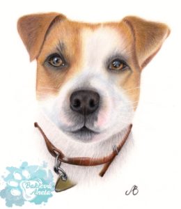portrét psa Parson Russell Terrier