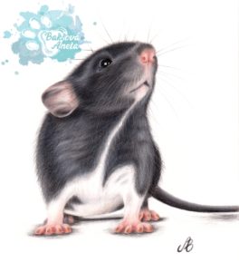 kreslený obraz potkana